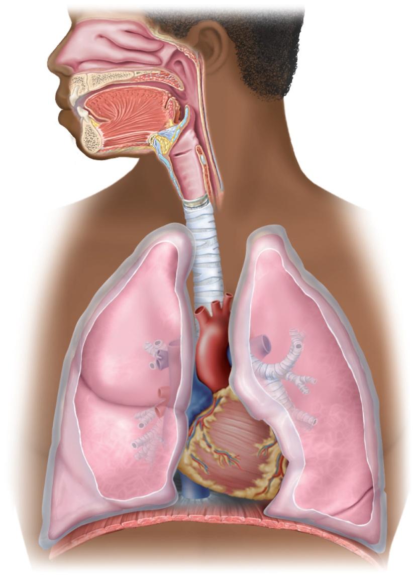 Organs of Respiratory System Copyright The McGraw-Hill Companies, Inc. Permission required for reproduction or display.