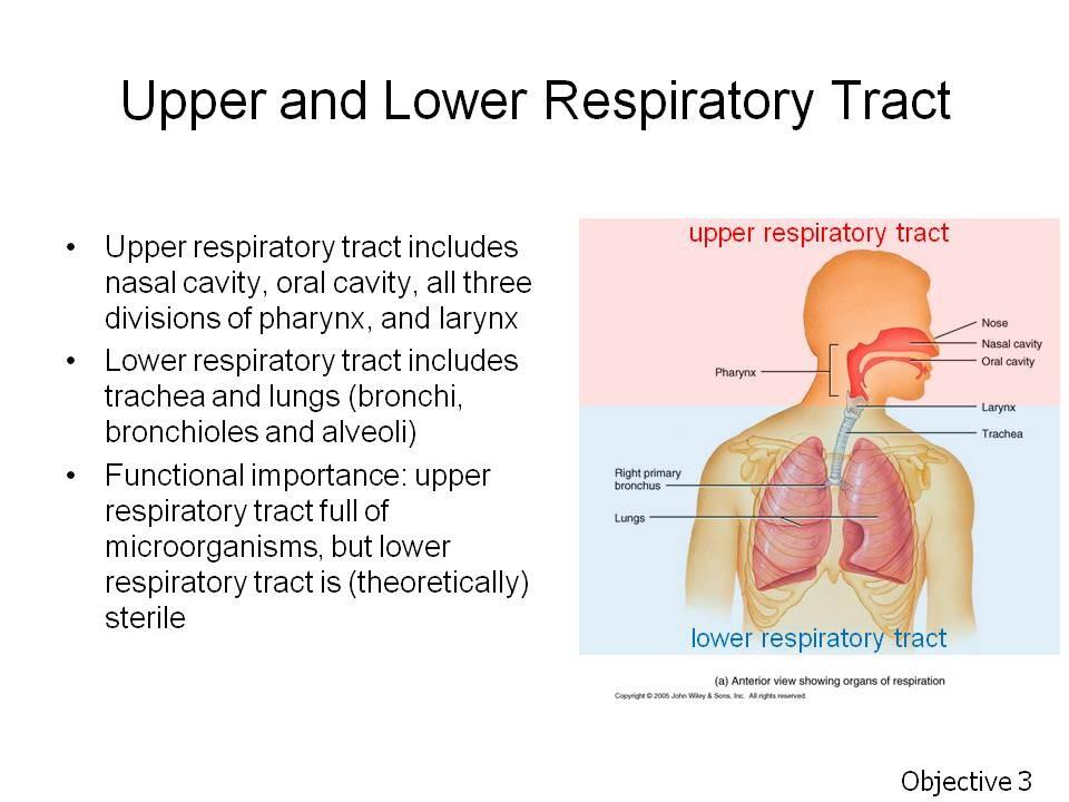 Objective 3. Define conducting zone and respiratory zone. Define upper and lower respiratory tracts. Assignment: Tortora, p. 875 or Wiley Plus 23.