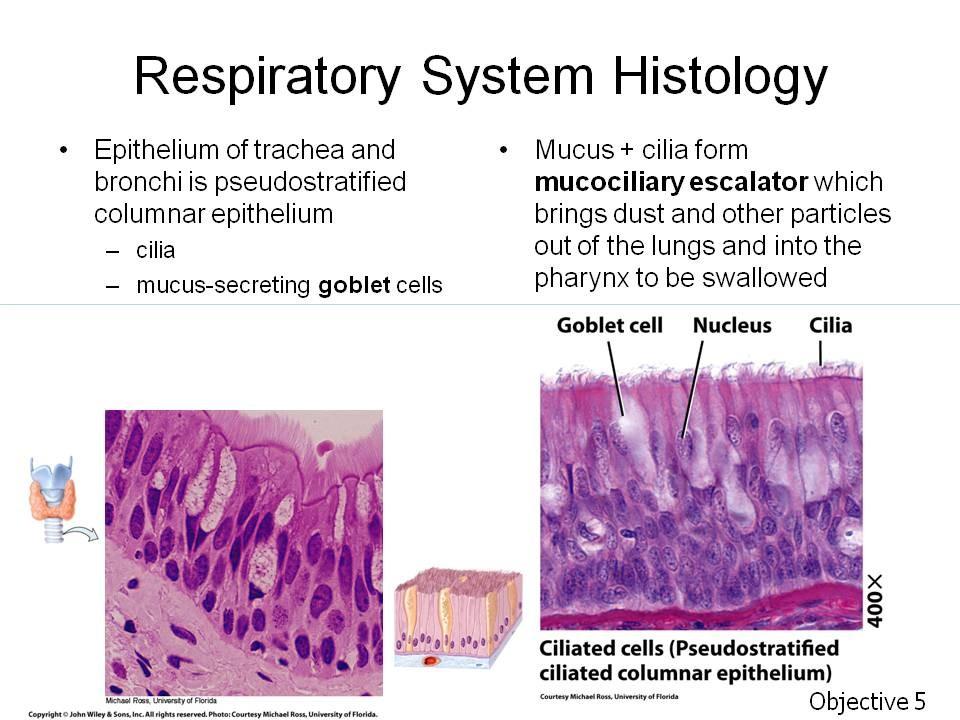 Objective 5. Describe the histology of the respiratory epithelium. State a function for each kind of epithelium. Assignment: Tortora, pp. 177, 888-889 or Wiley Plus 4.3 Epithelial Tissue & 23.