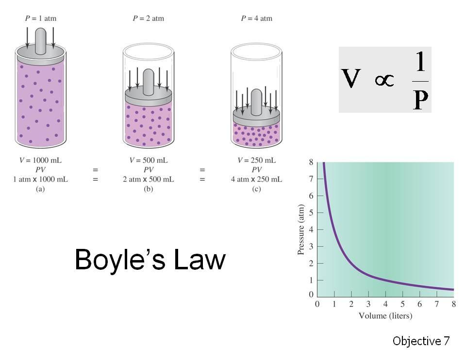 Objective 7 (continued). Define: Boyle s Law. Explain the application of Boyle s Law to inspiration and expiration.