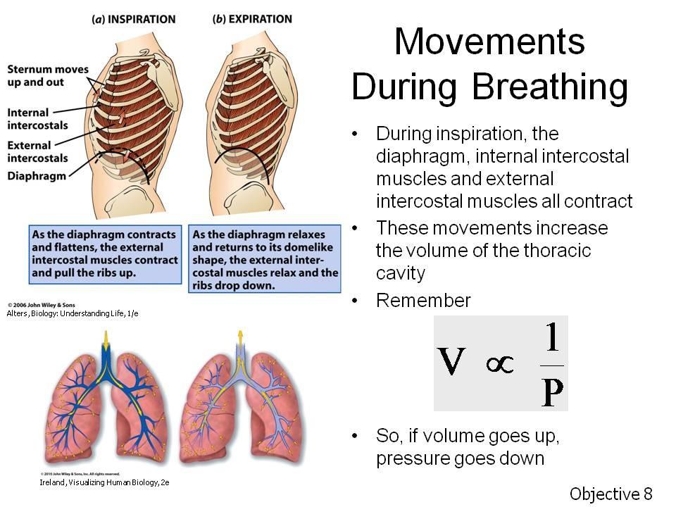 Objective 8. State the pressures in the structures of the respiratory system during inspiration and expiration. Assignment: Tortora, pp. 890-893 or Wiley Plus 23.