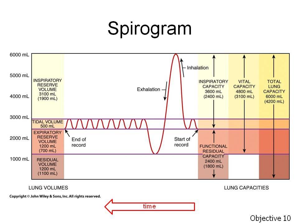 Objective 10. State the four respiratory volumes and four respiratory capacities. Identify each of these on a spirogram. Assignment: Tortora, pp. 894-896 or Wiley Plus 23.