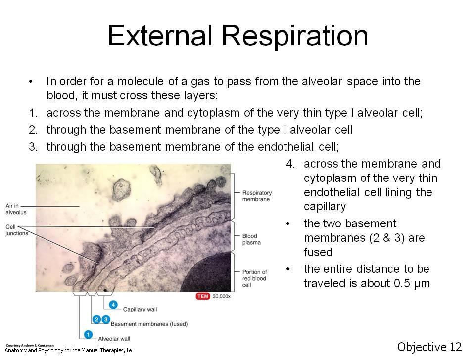 Objective 12. Describe, in detail, the process of external respiration and movement of gases across the alveolar-capillary (A-C) membrane. Assignment: Tortora, pp.