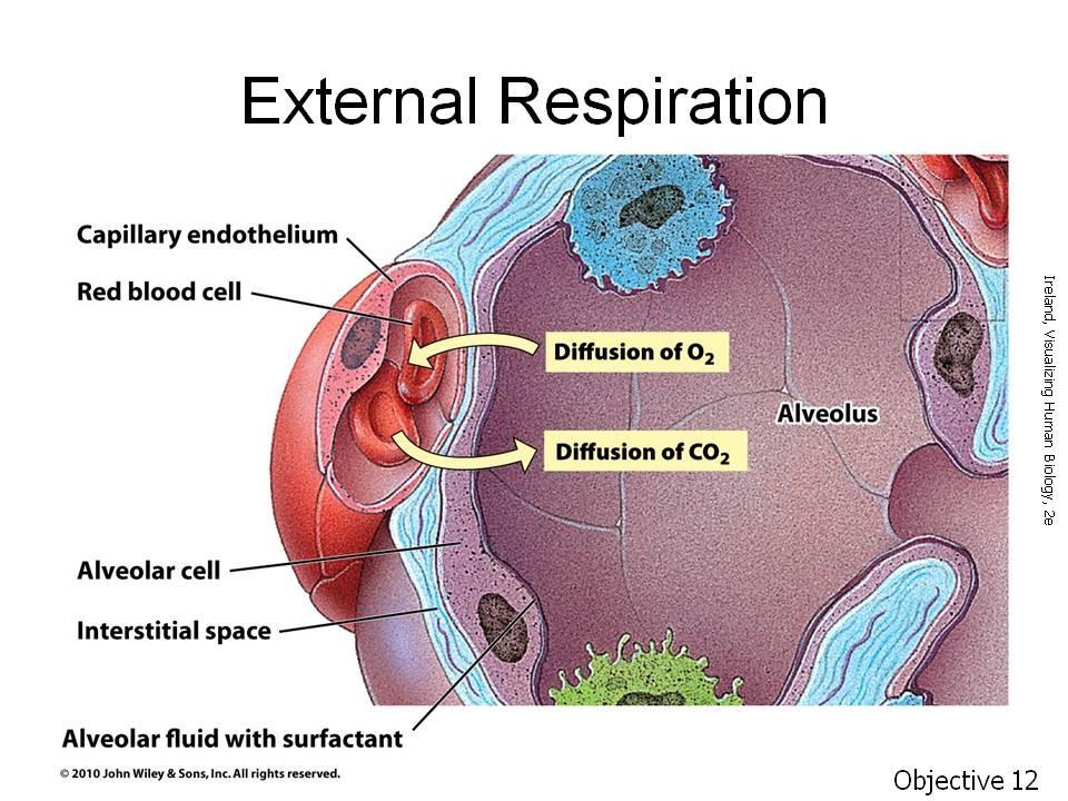 External respiration is the diffusion of atmospheric oxygen from the alveoli of the lungs to blood in the pulmonary capillaries.