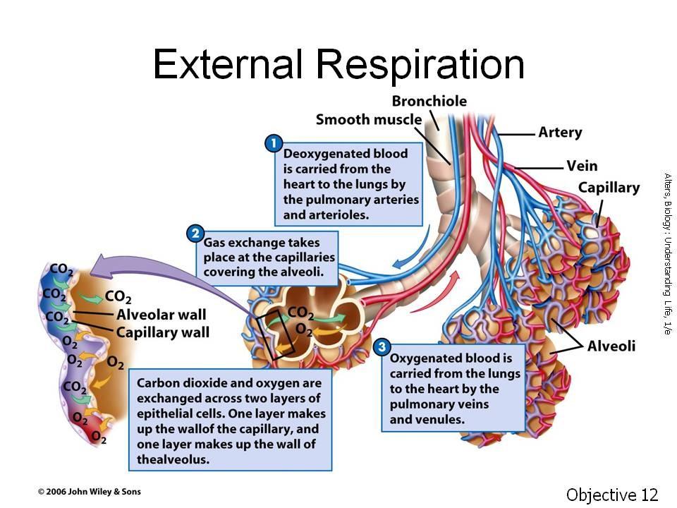 Objective 12 (continued). Describe, in detail, the process of external respiration and movement of gases across the alveolar-capillary (A-C) membrane.