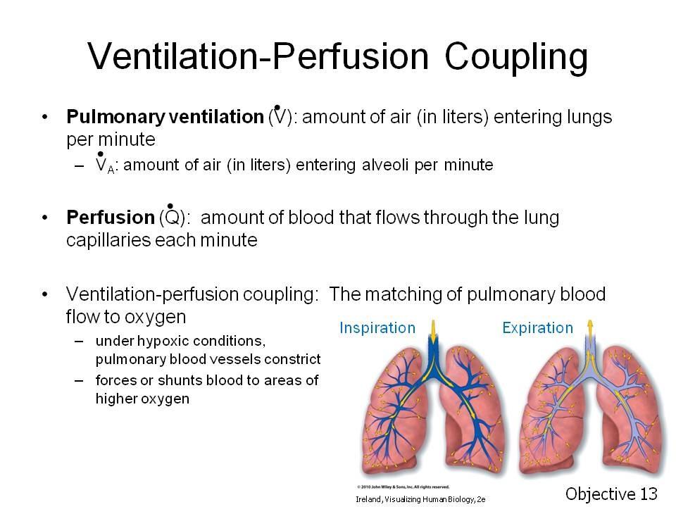 Objective 13. Explain ventilation-perfusion coupling. Assignment: Tortora, p. 889 or Wiley Plus 23.