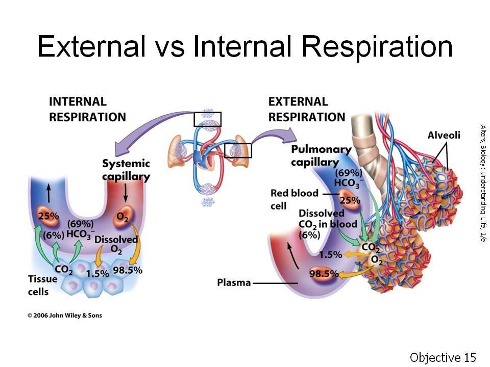 Objective 15. Compare and contrast the processes of external and internal respiration.