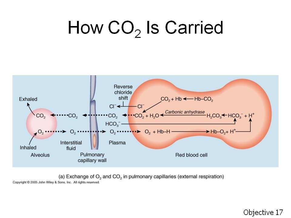 Objective 17. State the ways carbon dioxide is carried in the blood, and rank their relative importance. Assignment: Tortora, pp. 903-905 or Wiley Plus 23.