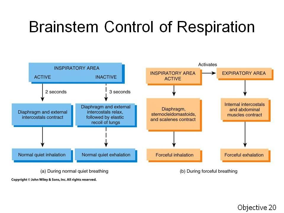 Objective 20 (continued). State the location and function of the respiratory control centers in the brainstem.