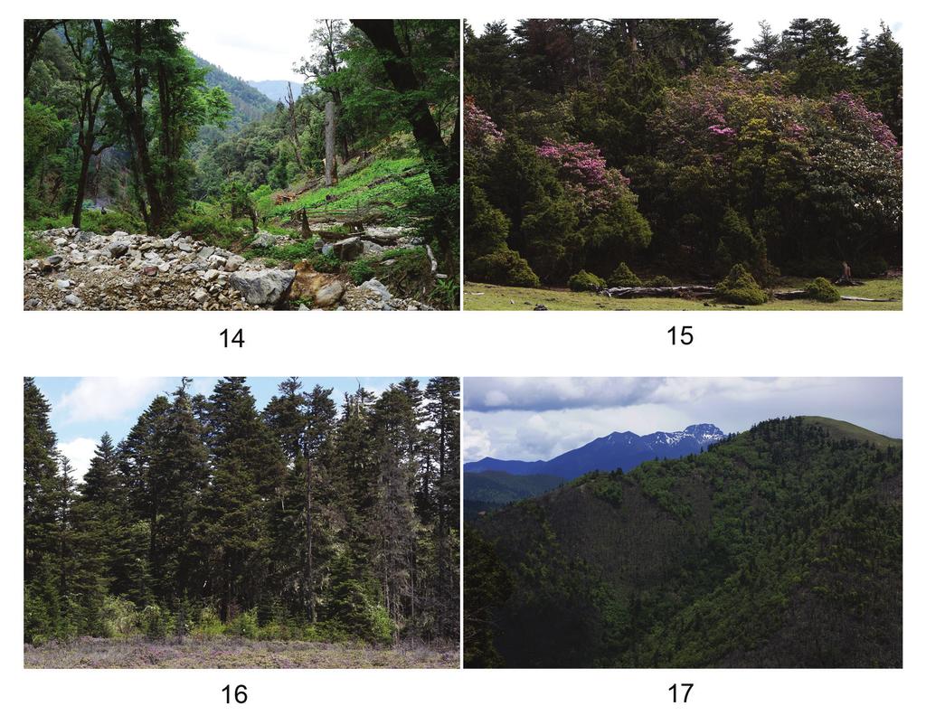 321 Figs 14 17. Habitats of Sphaerites perforatus in Yunnan. 14, high mountain forest, 4.7 km ENE of Jizong; 15, high mountain forest, 6.2 km SW of Baiyan Vill.; 16, high mountain forest, 4.