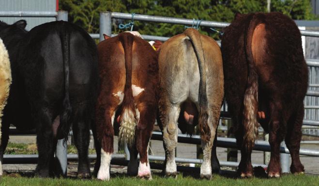 Association (IFA) Irish Holstein Friesian Association (IHFA) Irish Milk Quality Co-operative Society (IMQCS) Macra na Feirme Pedigree Cattle Breeders Council of