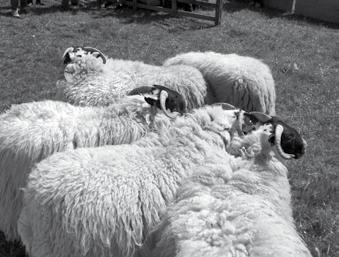 SHEEP - BLACKFACED Entry Fee: 1 52. Ewe with Lamb at foot 53. Ewe Hogg Sponsored by David Carruth, High Auchensale Farm, Kilbarchan. 54. Ewe Lamb Sponsored by Mr D Russell, Benview, Howwood. 55.
