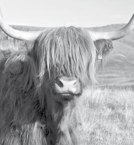 Best Pedigree Beef Animal Sponsored by W. A. Carruth, Callochant, Kilbarchan.