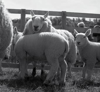 Sheep - CHEVIOT JUDGING BEGINS AT 10AM Entry Fee: 1 34.
