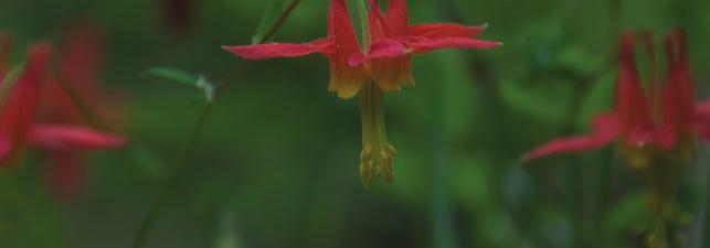 September 12, 9am-2pm, Carol Bishop Jay Mather From early spring bitterroot to mid-summer lilies, hike your way through wildflower season and see the diverse array of native plants