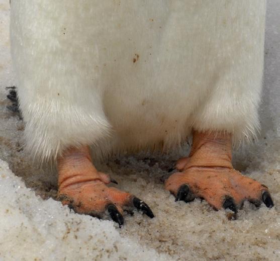 Design a pair of feet for a creature