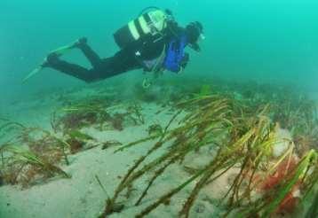 Figure 2. Volunteer diver on the Red Bay seagrass bed.