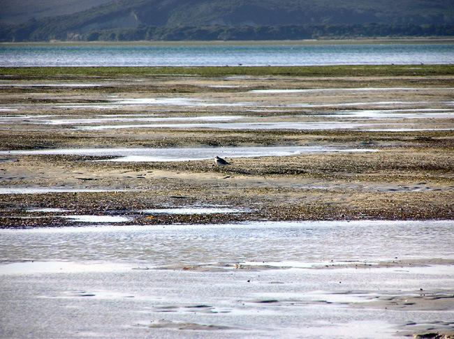Parengarenga has large areas in tidal sand flats with
