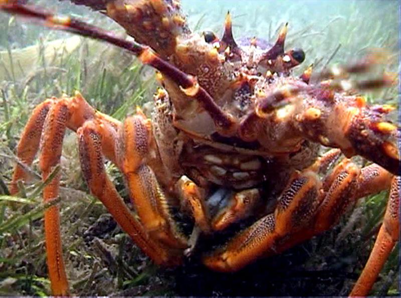 A crayfish forages for shell fish in the middel of an exensive