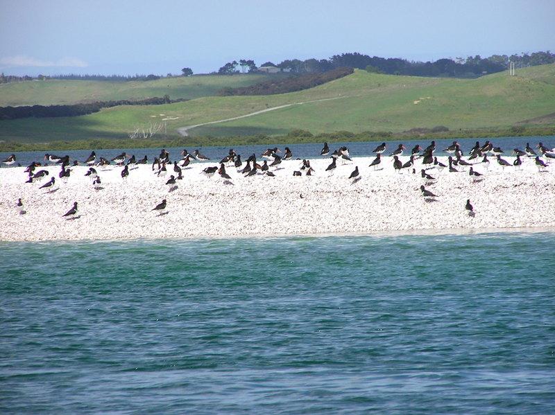 A typical shell bank high tide roost formed from the pure white silica sands near the arbour entrance. Waders in large numbers feed and roost in this arbour.