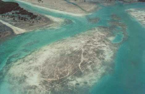 Scarring of Florida s Seagrasses F.J. Sargent et al. 1995 Severe Moderate Figure 7. Recognition of scarring intensity.