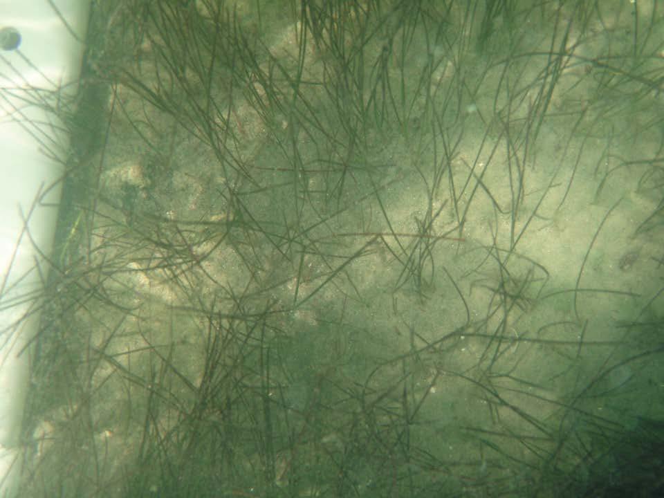Seagrasses: Vital Habitat in Texas