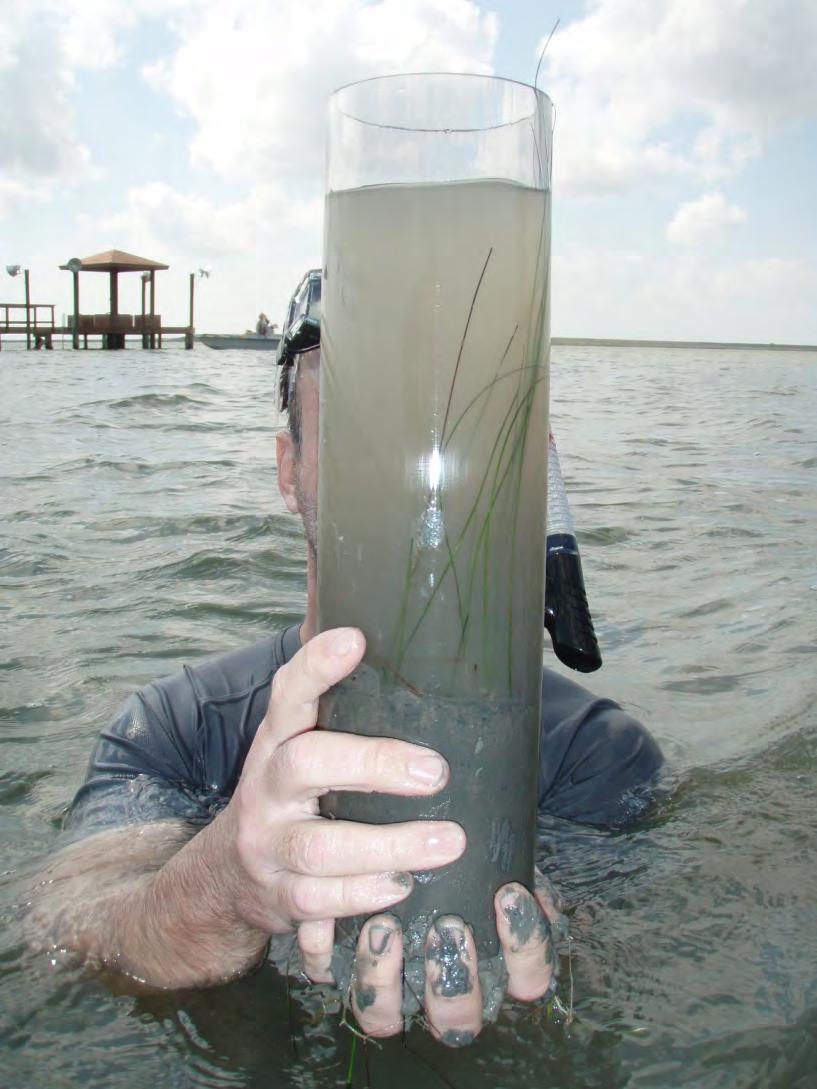 State Agency Seagrass Monitoring Port Bay wastewater impact study