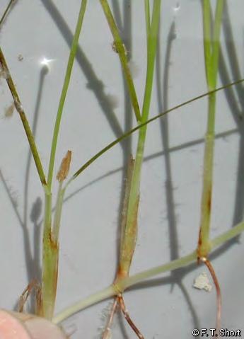 Shoal grass (Halodule beaudettei / Halodule wrightii) Flat leaves Multiple roots