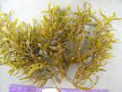 Seagrass vs Algae Root structure