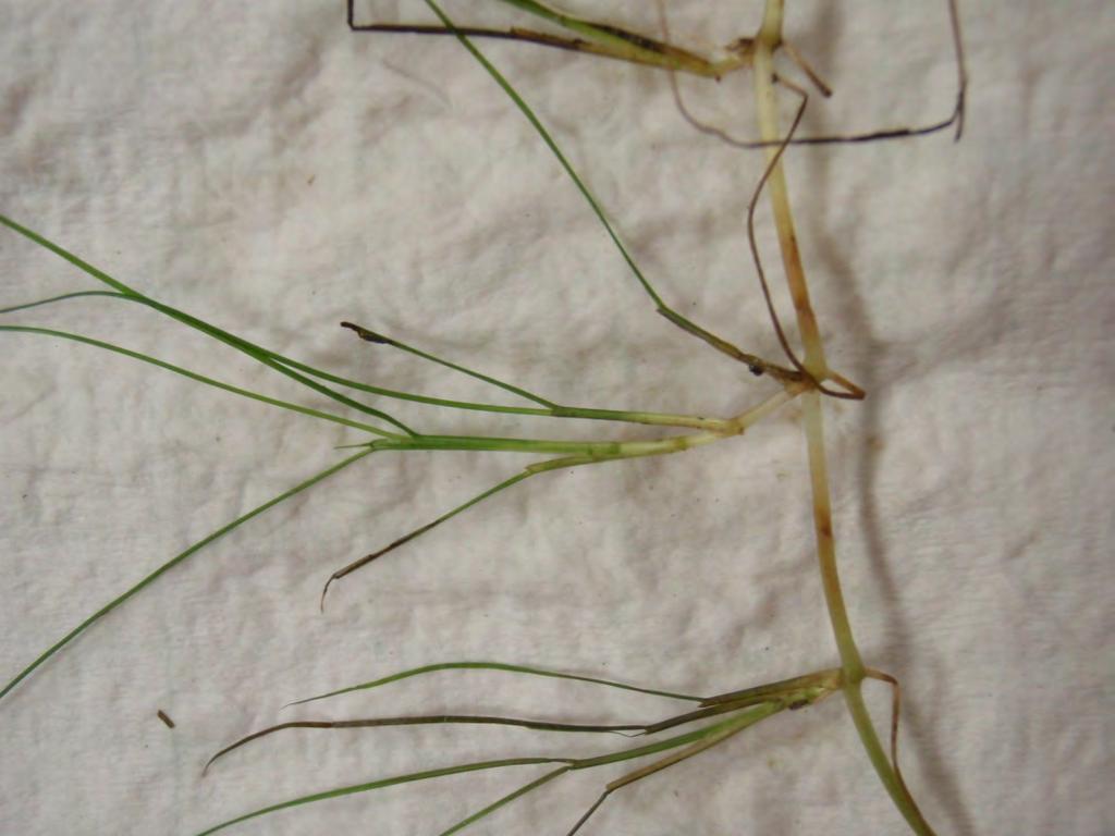 Ruppia maritima Widgeon Grass Pointed tip Rhizome Root Grazed on by ducks Grows in low