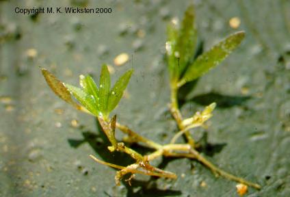 Halophila engelmannii Star Grass Invader species