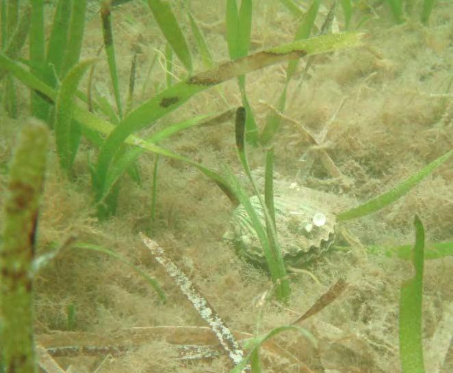 Seagrass Requirements