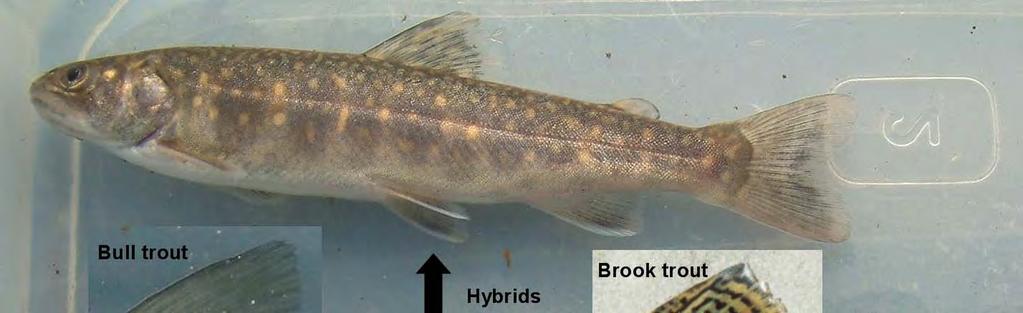 Plate 1. Brook trout x ull trout hyrids from Quirk Creek.