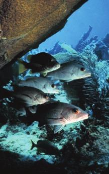 Introduction Florida s Sportfishing Legacy With its vast expanse of coastline, its wealth of freshwater and marine habitats and nearly 100 different gamefish species, Florida has truly earned its