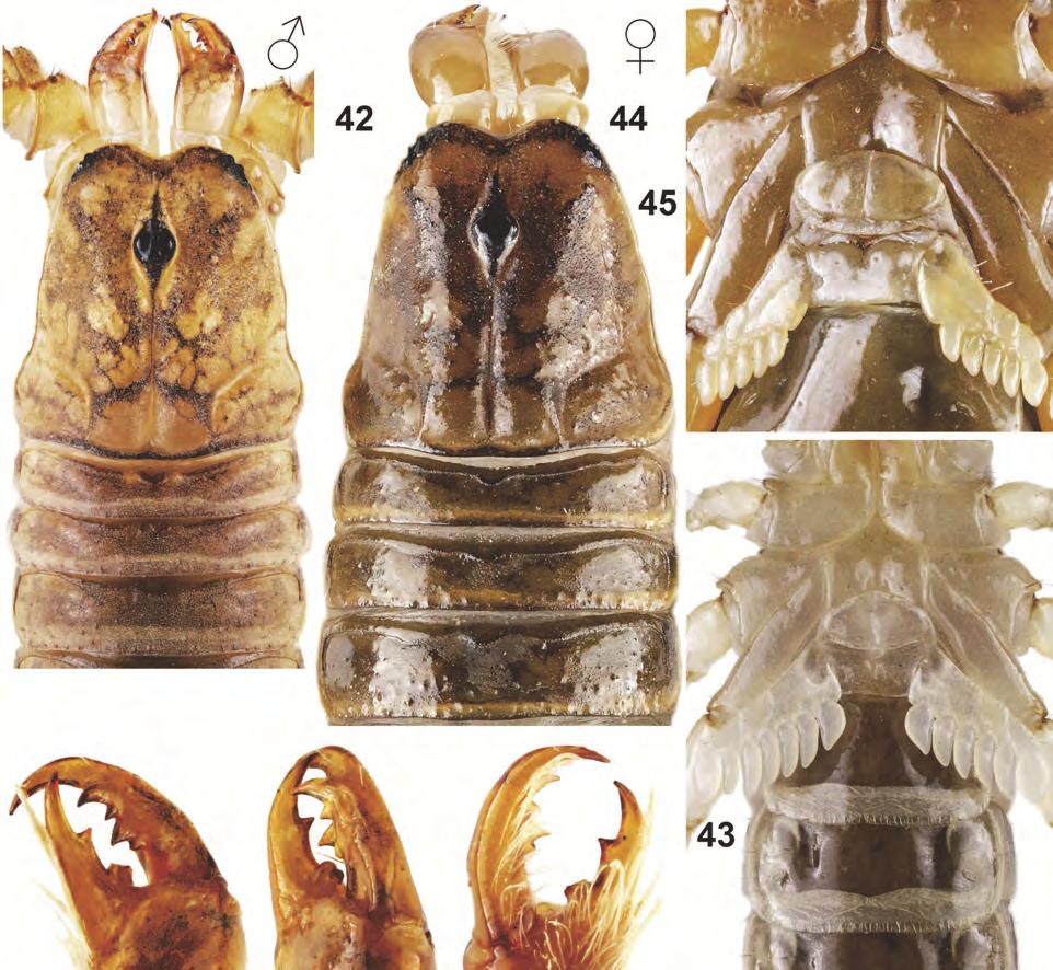 Fig. 42 47. Male (42 43) and female (44 47) paratypes of Heteronebo barahonae n.sp.