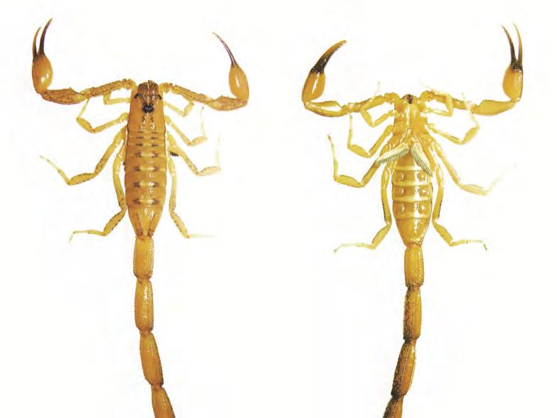 Fig. 1 2. Male holotype of Centruroides altagraciae n.sp.: entire dorsal (1) and ventral (2) views. portion and basal plate slightly darker due to heavier sclerotization.