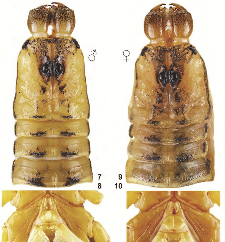 Fig. 7 10. Male (7 8) and female (9 10) paratypes of Centruroides altagraciae n.sp.: carapace and tergites I III (7, 9), coxosternal region, pectines and sternite III (8, 10). Table II.