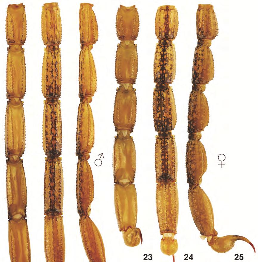 Fig. 20 25. Male (20 22) and female (23 25) paratypes of Centruroides altagraciae n.sp.: metasoma in dorsal (20, 23), ventral (21, 24) and lateral (22, 25) views. Telson (fig.