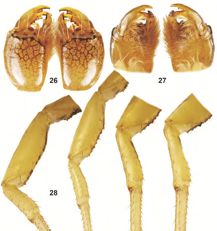 Fig. 26 28. Female paratype of Centruroides altagraciae n.sp.: chelicerae in dorsal (26) and ventral (27) views, legs in ventrointernal view (28, I IV ordered from left to right).
