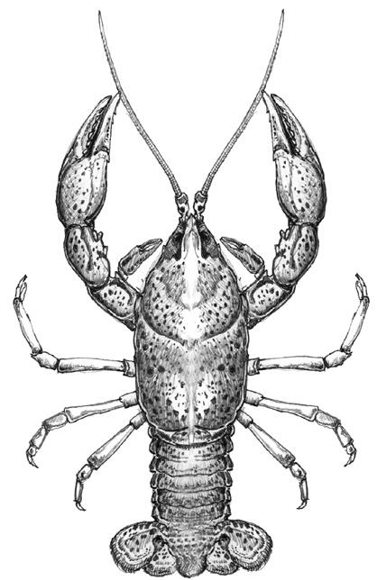 Nonnative crayfish cause declines of native aquatic plants and animals through the spread of diseases, such as crayfish plague, to native crayfish; by predation on eggs, young fish, amphibians, and