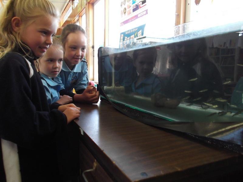 By raising salmon in a classroom tank from ova to fingerlings ready for release into a nearby waterway children and their families can become aware of the issues facing us in keeping our waterways