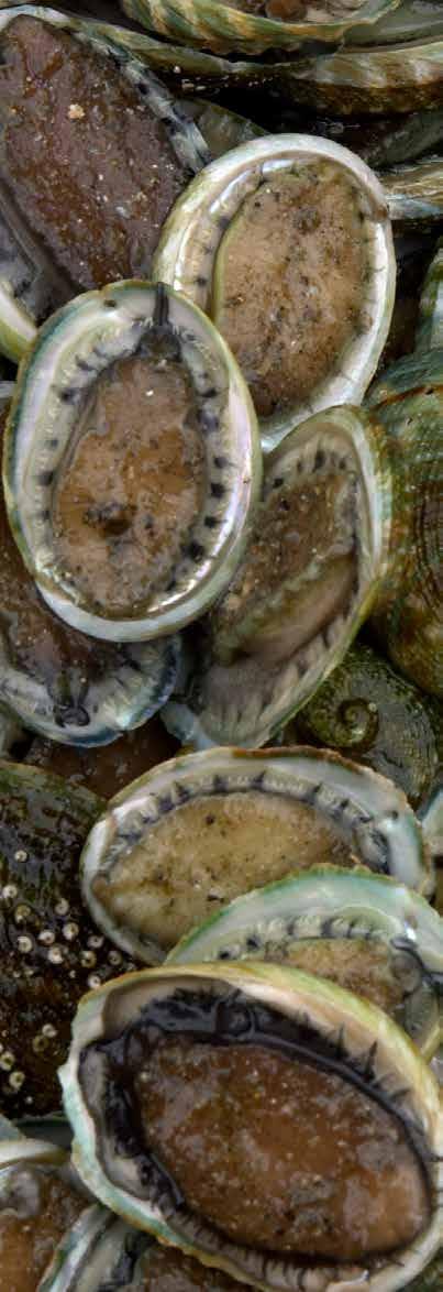 Chile In Chile, abalone aquaculture production is now a maturing industry, demonstrating steady production and export levels. 216 exports grew by nearly 3 percent to total over 67 tonnes.