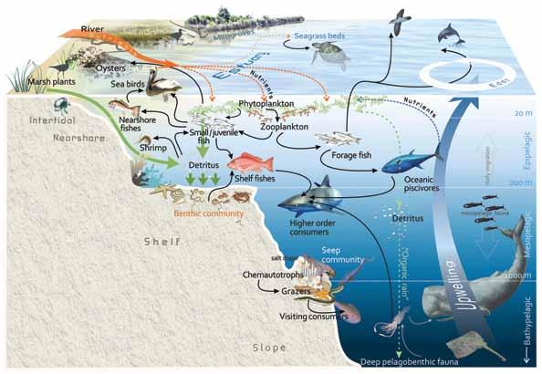 Chapter THREE Figure 3.3. A depiction of the ecosystem in the northern Gulf of Mexico, showing major habitats, animal groups and food web relationships.