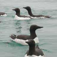 Chapter Four Estimating Seabird Deaths Attributed to the Exxon Valdez Oil Spill (Alaska) Scientists estimated that between 100,000 and 645,000 seabirds comprising 91 species were killed from exposure