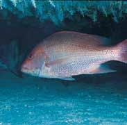 Chapter four Studying Impacts on an Iconic Species: Red Snapper Lutjanus campechanus (Gulf-Wide) The Dauphin Island Sea Lab has documented lower than average phytoplankton biomass off the coast of
