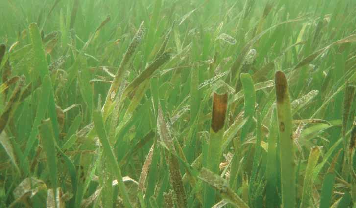 Chapter FIVE Redfish Bay Sea Grass Protection (Texas) The Texas Parks and Wildlife Department (TPWD) established new management measures in 2006 to protect ecologically important sea grass beds from