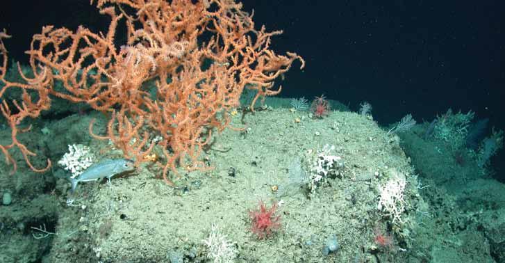 Chapter six Figure 6.7. Deepwater corals, found at depths of about 50 to 2000 meters (160-6,560 ft) around the Gulf of Mexico, are fragile, slow-growing organisms that can live 1,000 years.