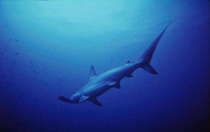 INTO THE DEEP: IMPLEMENTING CITES MEASURES FOR COMMERCIALLY-VALUABLE SHARKS AND MANTA RAYS