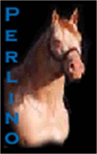 TWO crème dilution genes added becomes: A Bay horse that received one copy of the crème gene from both of its