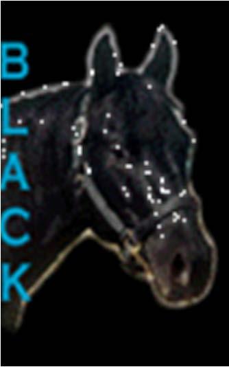 A Horse with the BASE color of: A Black based horse with no "bay" gene, and no dilution